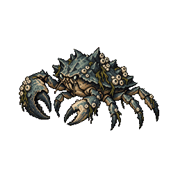 A reef crab with a barnacled shell and large front claws